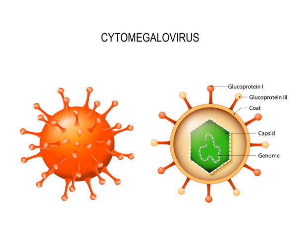 Sitomegalovirüs. virion yapısı - Vektör, Görsel