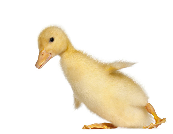 Duckling, 1 week old, in front of white background - Photo, Image