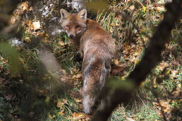 A fox in the Abruzzo national park near Civitella Alfedena - Foto, Imagem