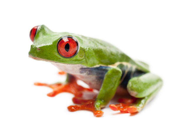 Treefrog de ojos rojos, Agalychnis callidryas, retrato contra blanco
 - Foto, imagen