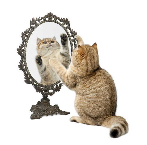 Британская короткострижка золотистого цвета, 7 месяцев, играющая с зеркалом
 - Фото, изображение