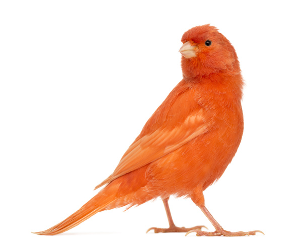 Red canary, Serinus canaria, against white background - Photo, Image