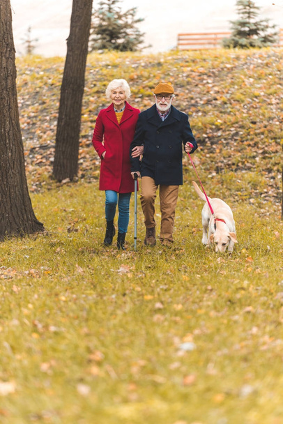 senior couple walking with dog in park - Photo, Image