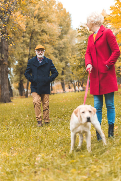 senior couple walking with dog - Foto, immagini