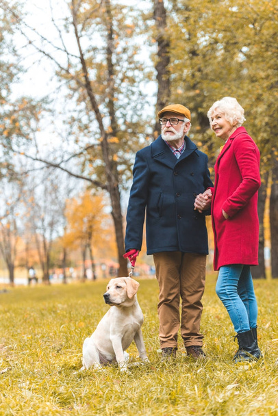 senior couple walking with dog in park - 写真・画像