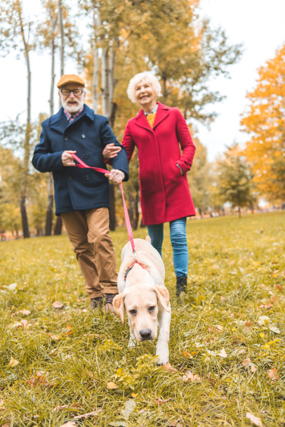 senior couple with labrador dog  - Photo, Image
