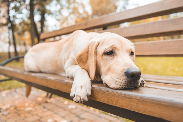 dog lying on bench in park - Photo, Image