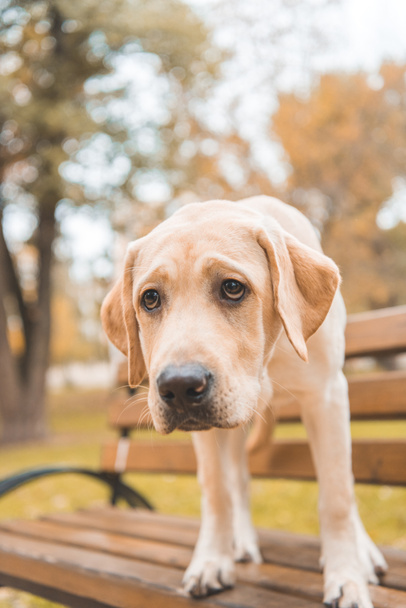 labrador chien sur banc
 - Photo, image