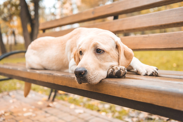 upset dog on bench - Photo, Image