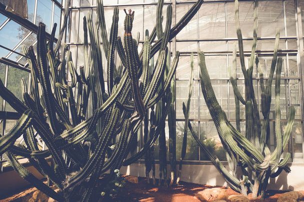 cactus or succulent with filter effect retro vintage style - Фото, зображення