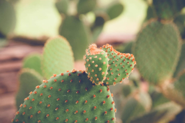 cactus or succulent with filter effect retro vintage style - 写真・画像
