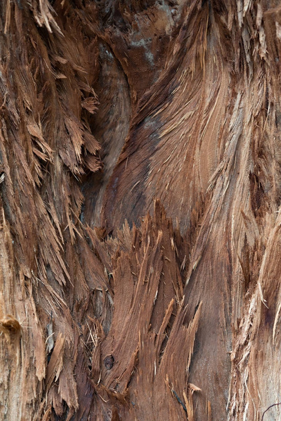 tree with damaged bark close up - Photo, Image