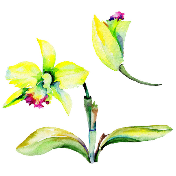 Λουλούδι νάρκισσος αγριολούλουδα σε στυλ υδροχρώματος απομονωμένες. - Φωτογραφία, εικόνα