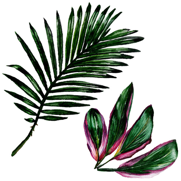 Tropical Hawaii leaves  in a watercolor style isolated. - Zdjęcie, obraz