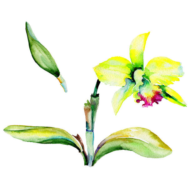 Wildflower narcissus flower in a watercolor style isolated. - Photo, image