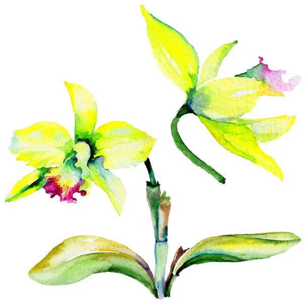Wildflower narcissus flower in a watercolor style isolated. - Foto, Bild