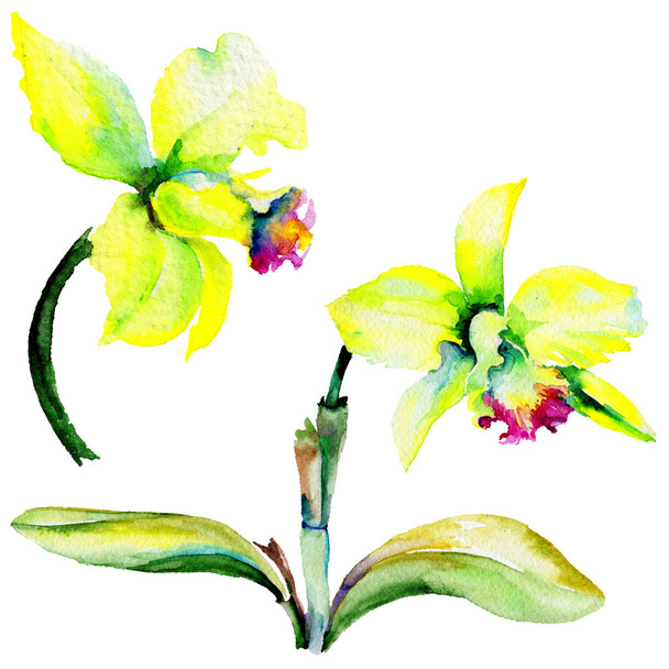 Wildflower narcissus flower in a watercolor style isolated. - Φωτογραφία, εικόνα