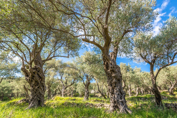 Оливкові дерева "сад"
 - Фото, зображення