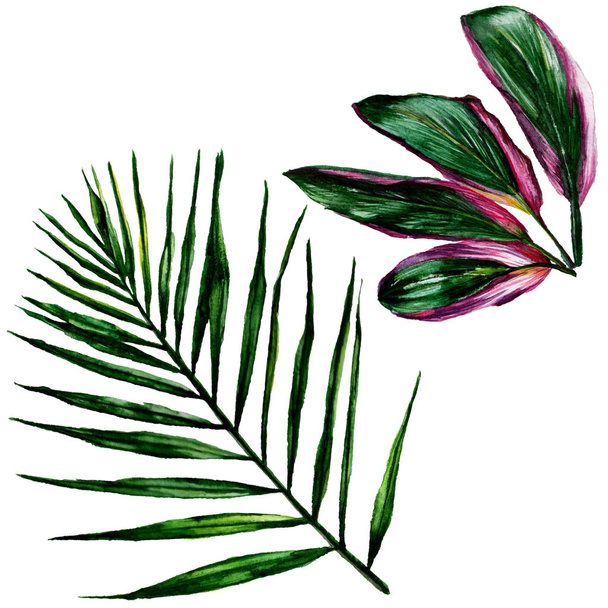 Tropical Hawaii leaves  in a watercolor style isolated. - Photo, Image