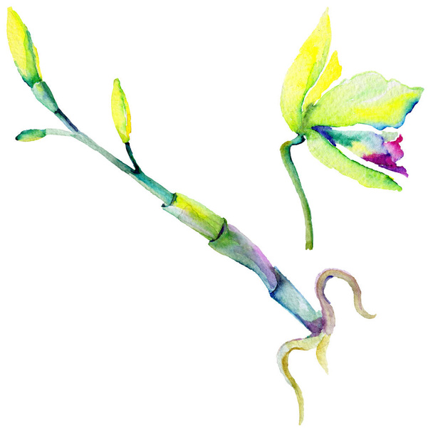 Wildflower Narcissus kukka akvarelli tyyli eristetty
. - Valokuva, kuva