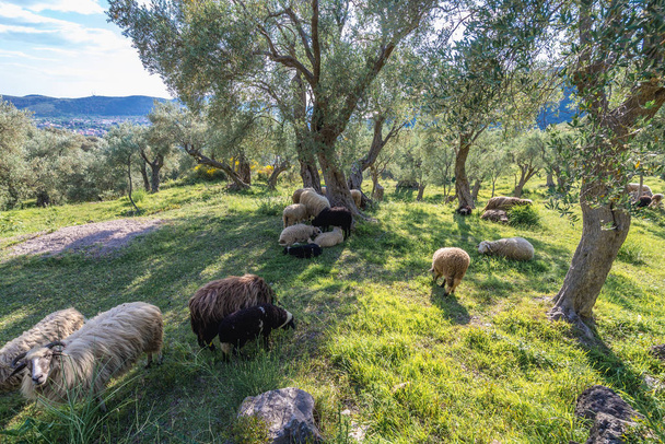 Moutons au Monténégro
 - Photo, image