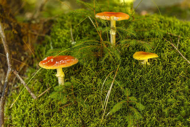 Токсичний і галюциногенний гриб Amanita muscaria в крупним планом
 - Фото, зображення