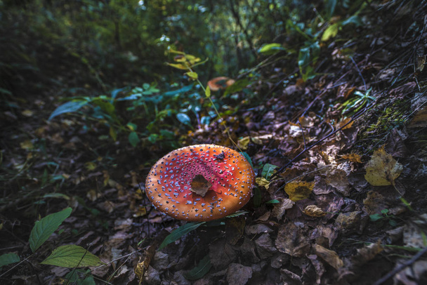 Giftige en hallucinogene paddenstoel Amanita muscaria in close-up - Foto, afbeelding