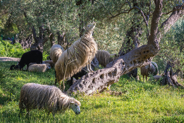 Sheeps in Montenegro - Foto, afbeelding