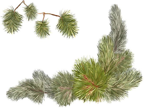 Pine tree branches  - Vector, Image