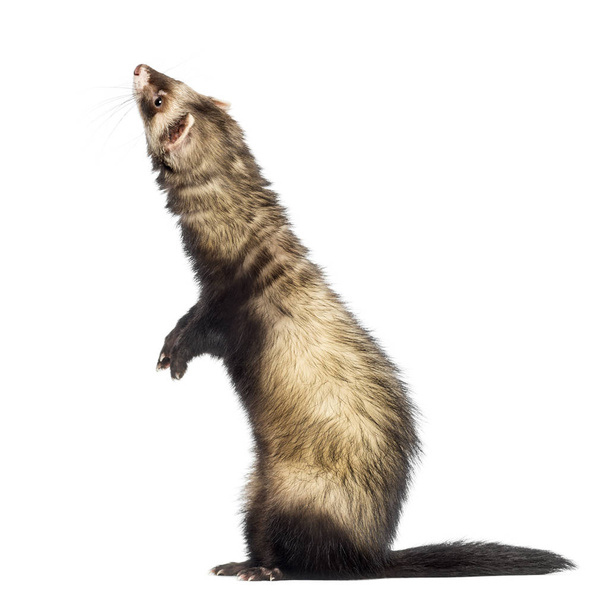 Ferret (9 months old) standing on hind legs and looking up - Photo, Image