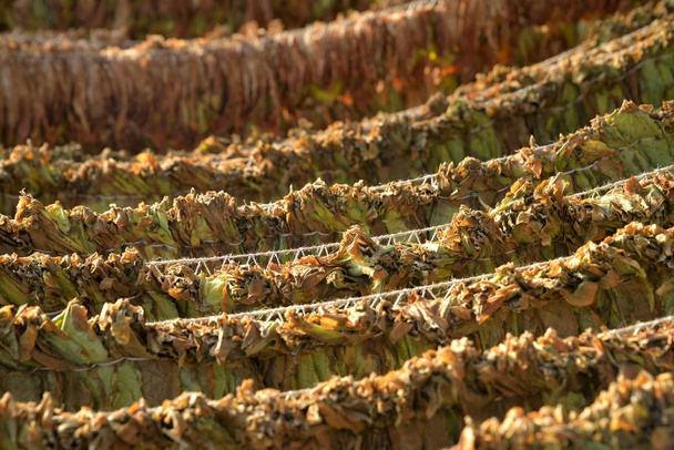 Tobacco leaves drying in the shed. - Photo, Image
