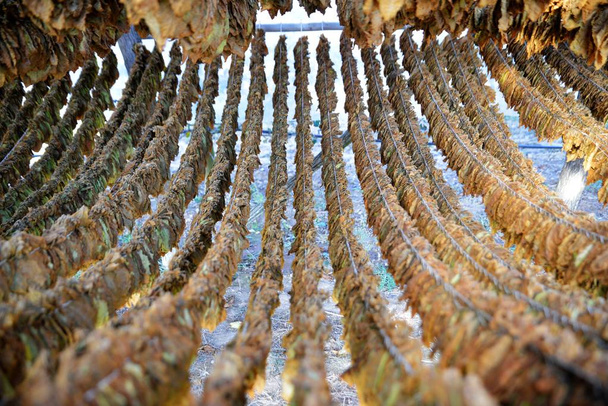 Tobacco leaves drying in the shed. - Photo, Image