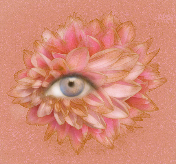 Eye of Petals - Photo, Image