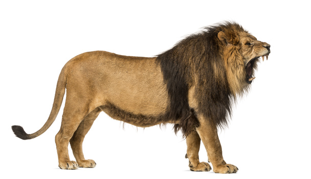 Vista lateral de un León rugiendo, de pie, Panthera Leo, 10 años
 - Foto, imagen