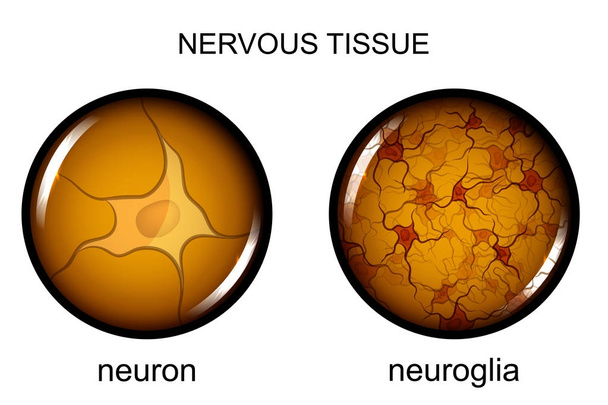 νευρικού ιστού. νευρώνες και νευρογλοιακά κύτταρα - Διάνυσμα, εικόνα