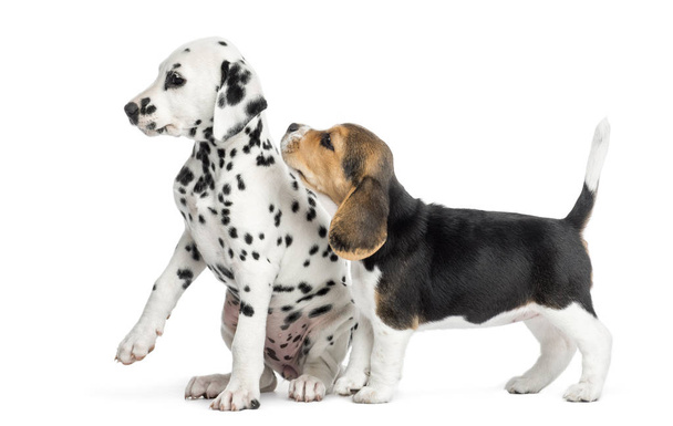 Dalmatian and Beagle puppies playing, isolated on white - Photo, Image