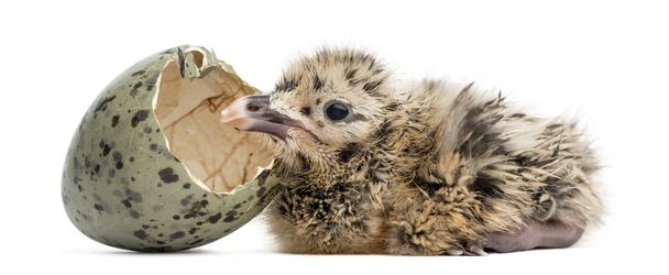 Новорожденная чайка или чайка с вылупившимся яйцом, 6 часов, изолированы от
  - Фото, изображение