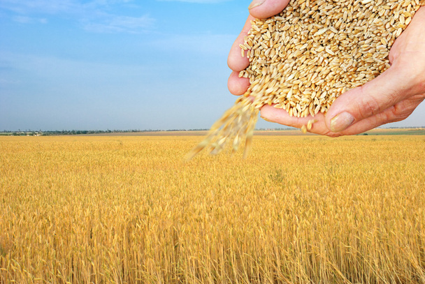 Campo de trigo y grano en brazos
 - Foto, imagen
