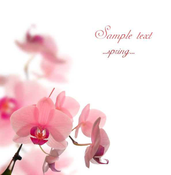 Spring Blossom - Photo, Image
