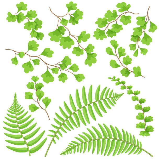 Green Fern Leaves Set - Vector, Imagen