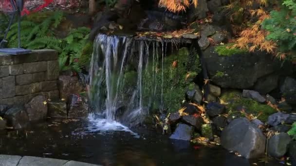 Video of colorful maple trees over water feature in patio garden fall season HD - Footage, Video