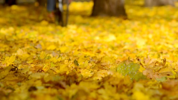 Ποδηλάτης βόλτα σε ένα φθινοπωρινά φύλλα. - Πλάνα, βίντεο