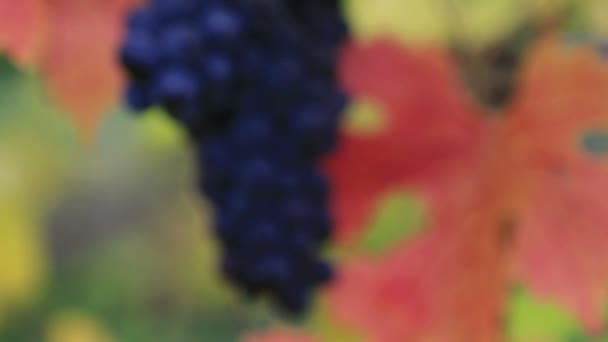 Боке у фокусі відео винограду на виноградна лоза рослини осінь season1080p Hd США - Кадри, відео