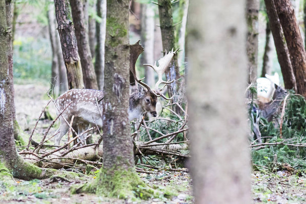 Cervo rosso europeo nella foresta
 - Foto, immagini