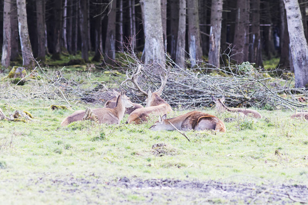 Europese rode herten in het bos - Foto, afbeelding