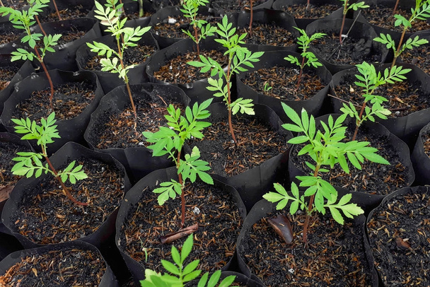 Молодые зеленые растения в черных пластиковых пакетах
 - Фото, изображение