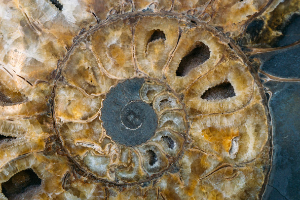 Амонітна оболонка в розрізі - вимерлий підклас цефалоподібних молюсків
  - Фото, зображення