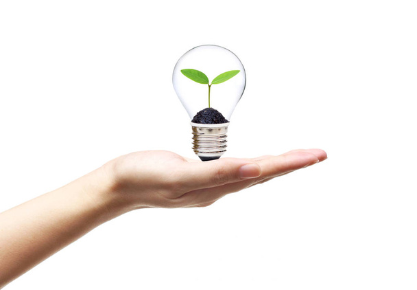 Hand holding a light bulb with a young green plant growing inside - Photo, Image