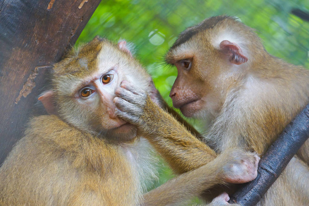 Monos encontrando garrapatas o pulgas
  - Foto, imagen