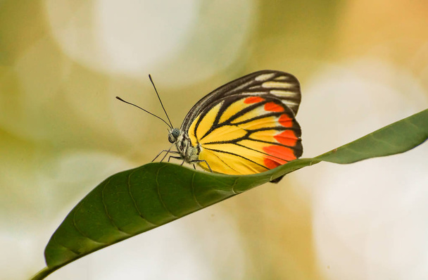 Papillon coloré sur feuille verte
 - Photo, image
